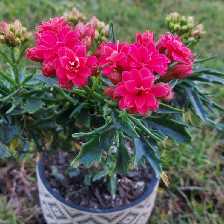 plant image 1515200