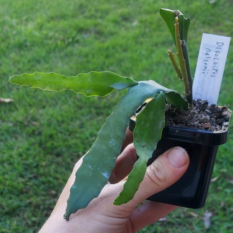 plant image 1518986