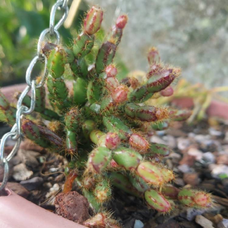 Plant image Rhipsalidopsis rosea