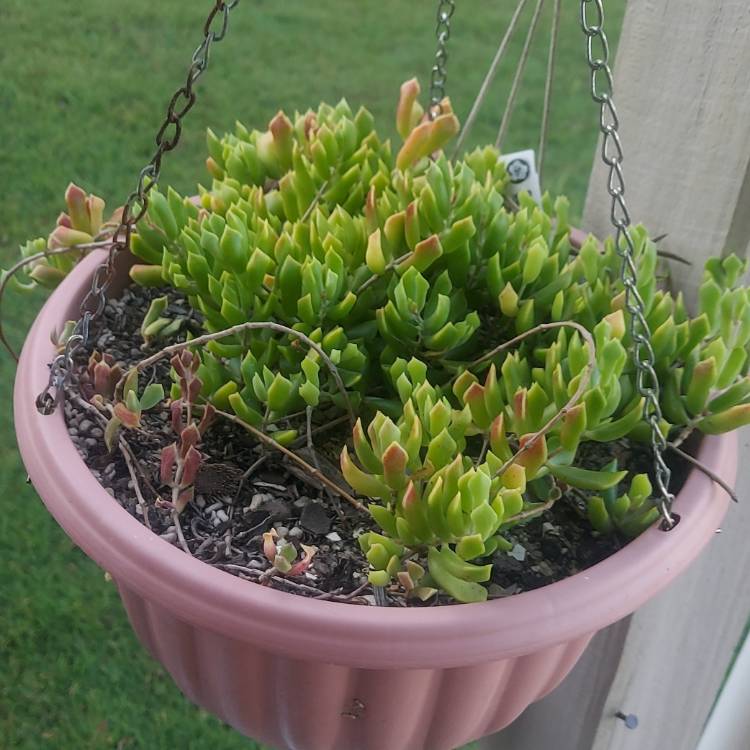 plant image 1519767