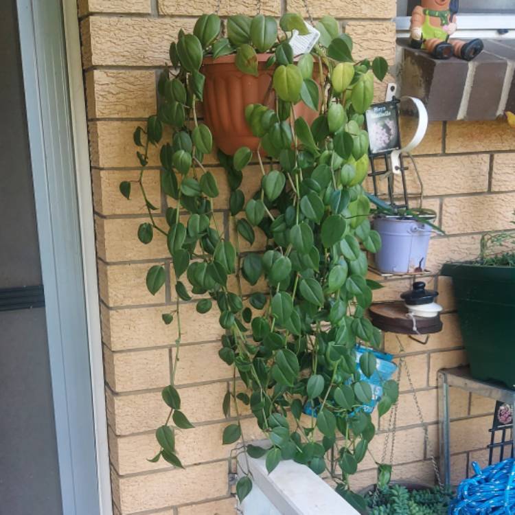 Plant image Peperomia scandens