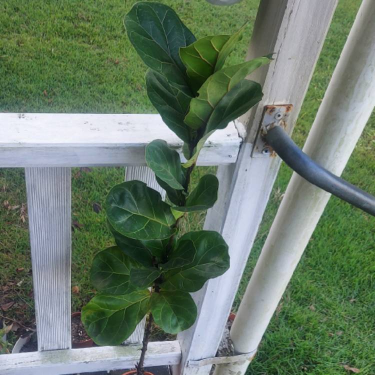 plant image 1519783