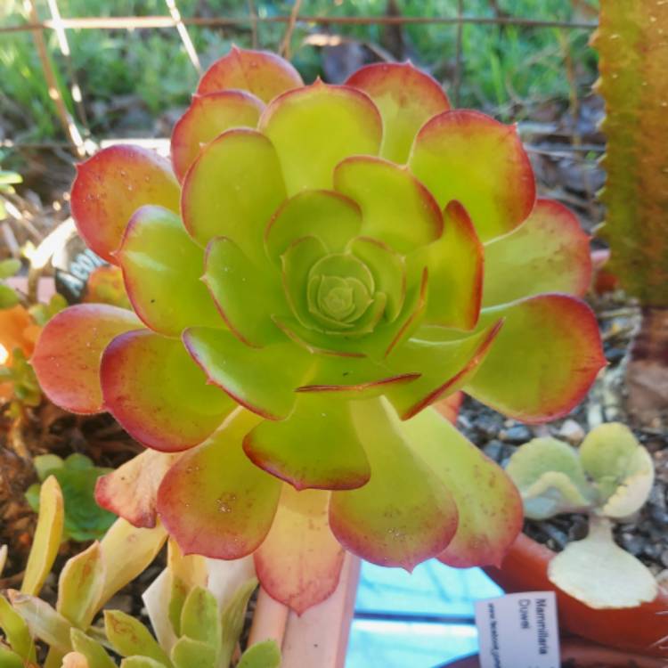 plant image 1522426
