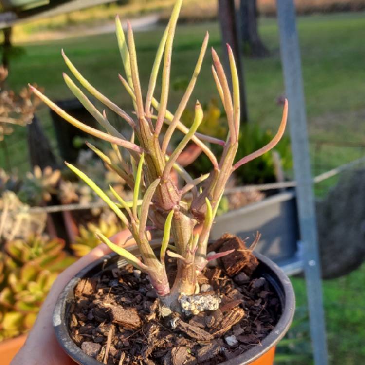 Plant image Senecio mweroensis f. schwartzii