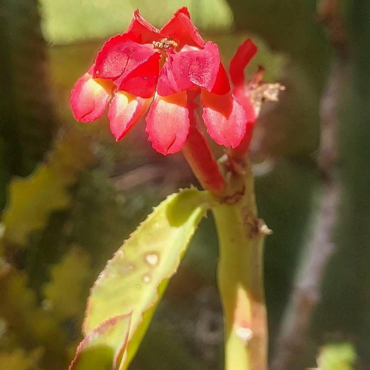 plant image 1526158