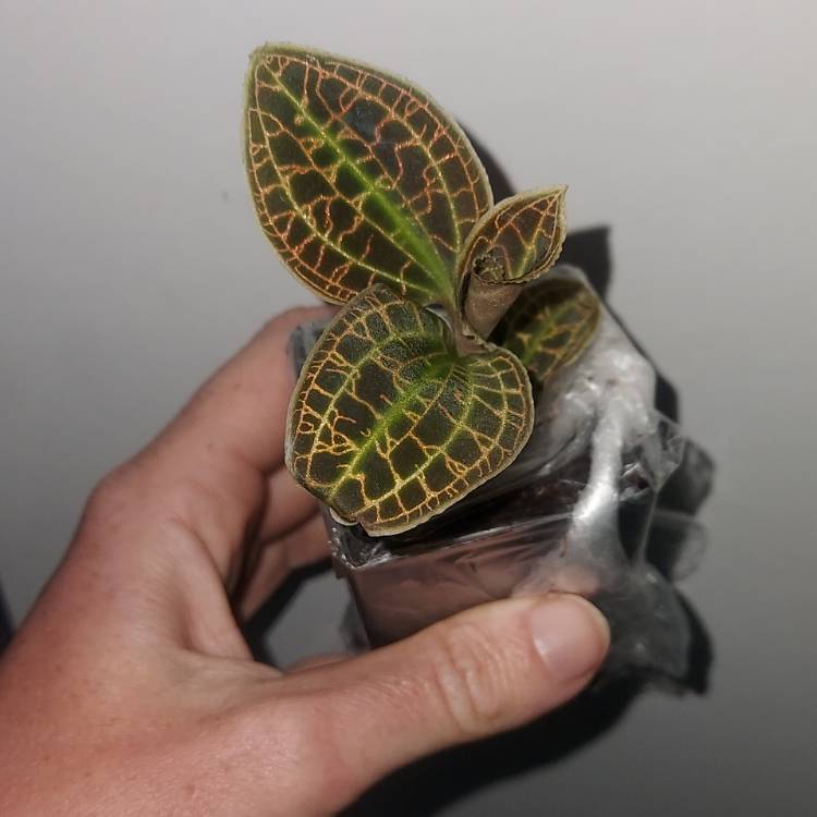 Plant image Macodes Sanderiana