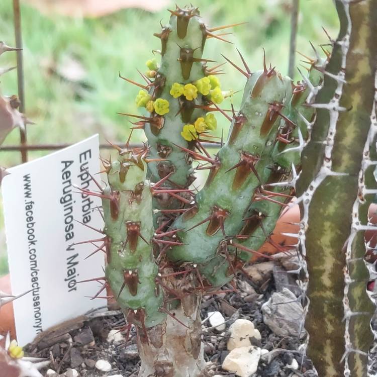 Plant image Euphorbia aeruginosa