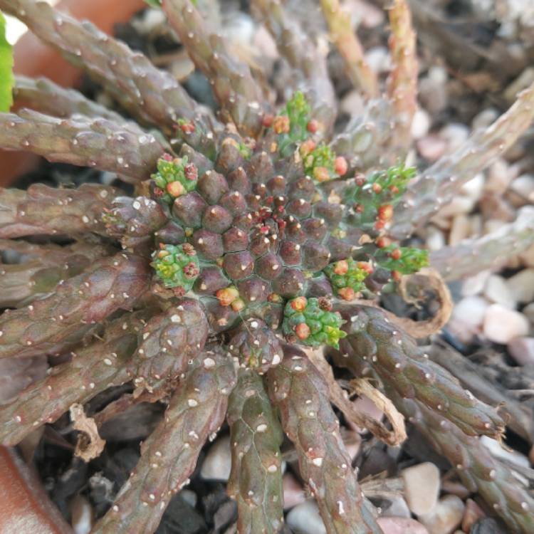 plant image 1529314 plant image 1529314