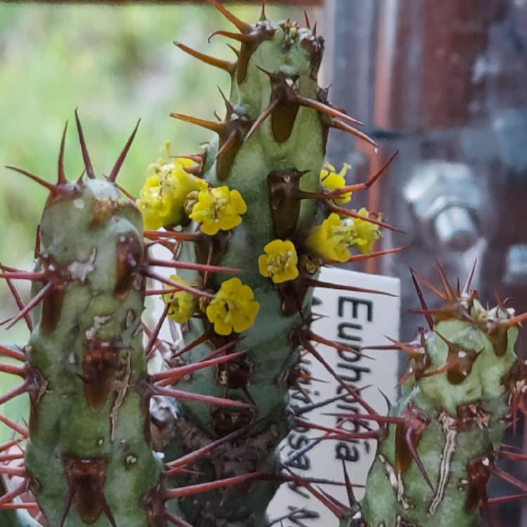 Plant image Euphorbia aeruginosa