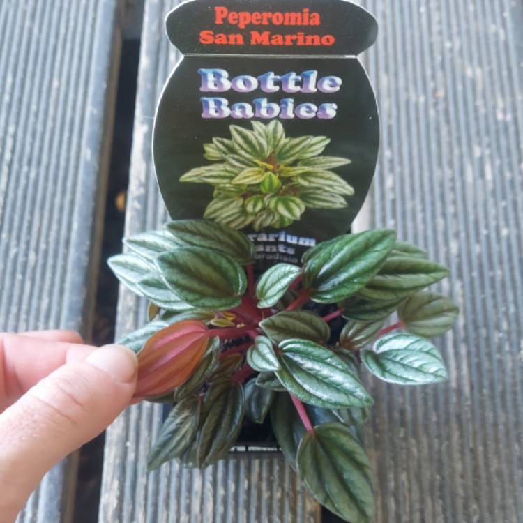 Plant image Peperomia 'San Marino'