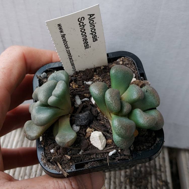 Plant image Aloinopsis schooneesii