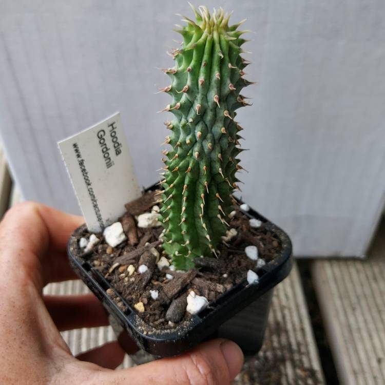 Plant image Hoodia Gordonii