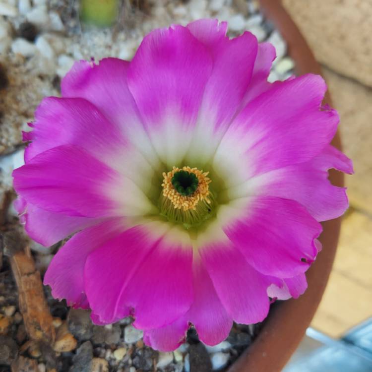 plant image 1537597