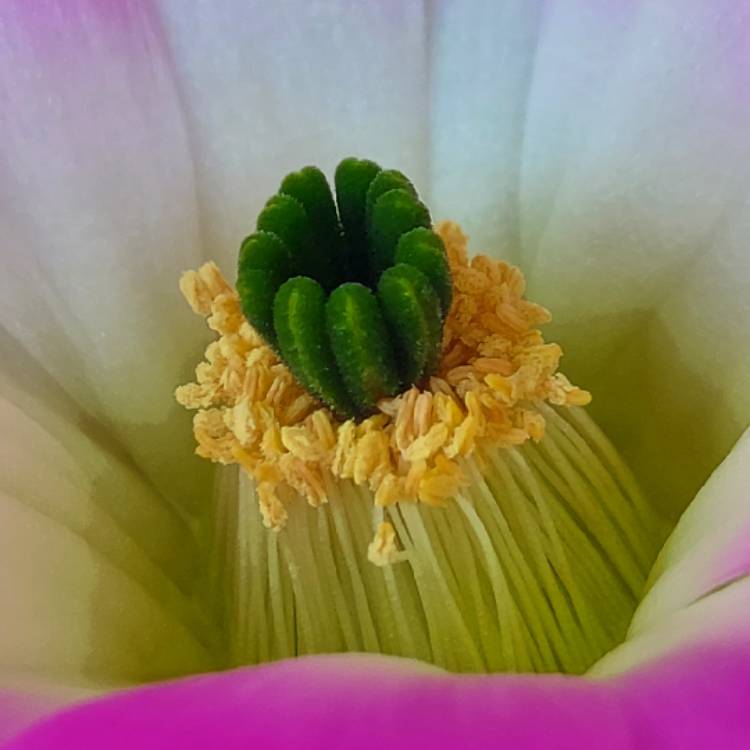plant image 1537602