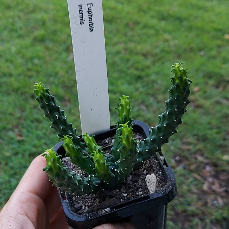 plant image 1540412
