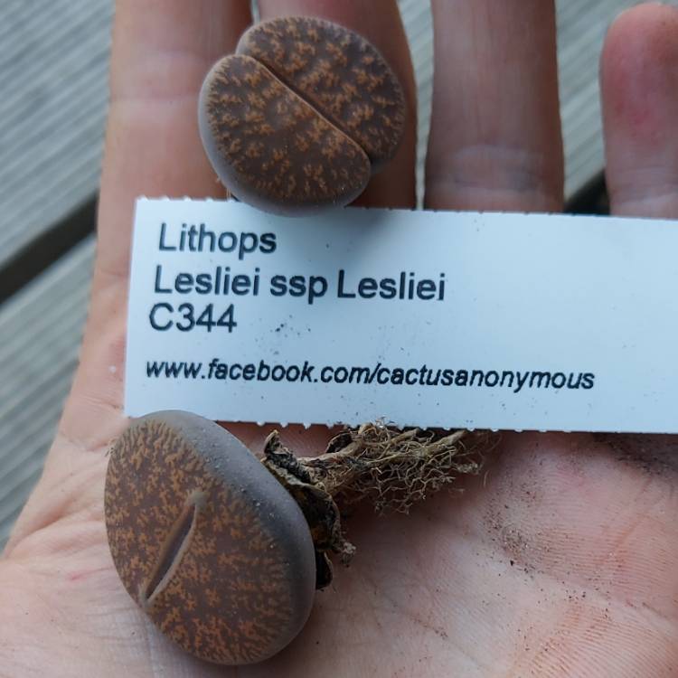 plant image 1541336
