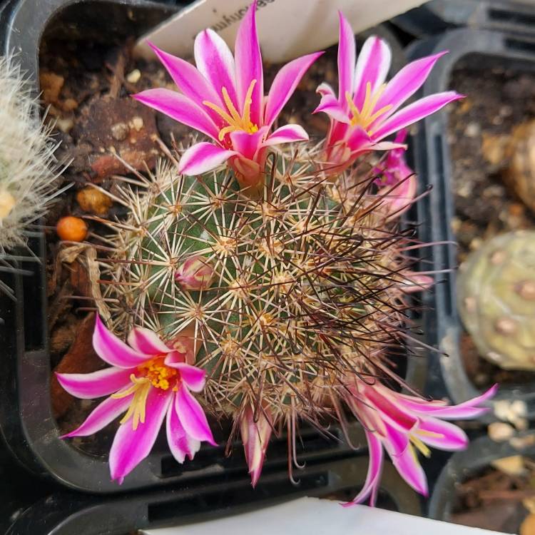 Plant image Mammillaria blossfeldiana 