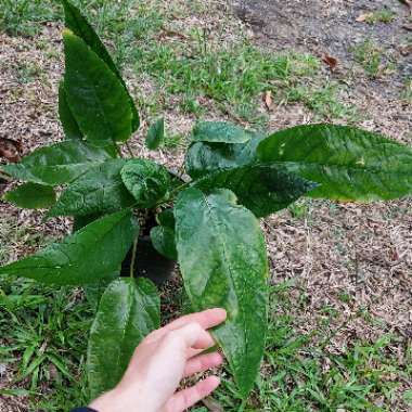 Dorstenia Elata