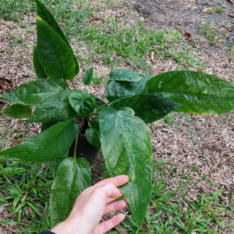 plant image 1543556
