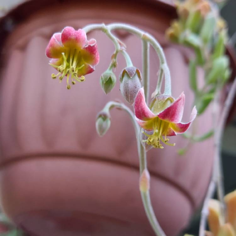 Plant image Cotyledon Papillaris