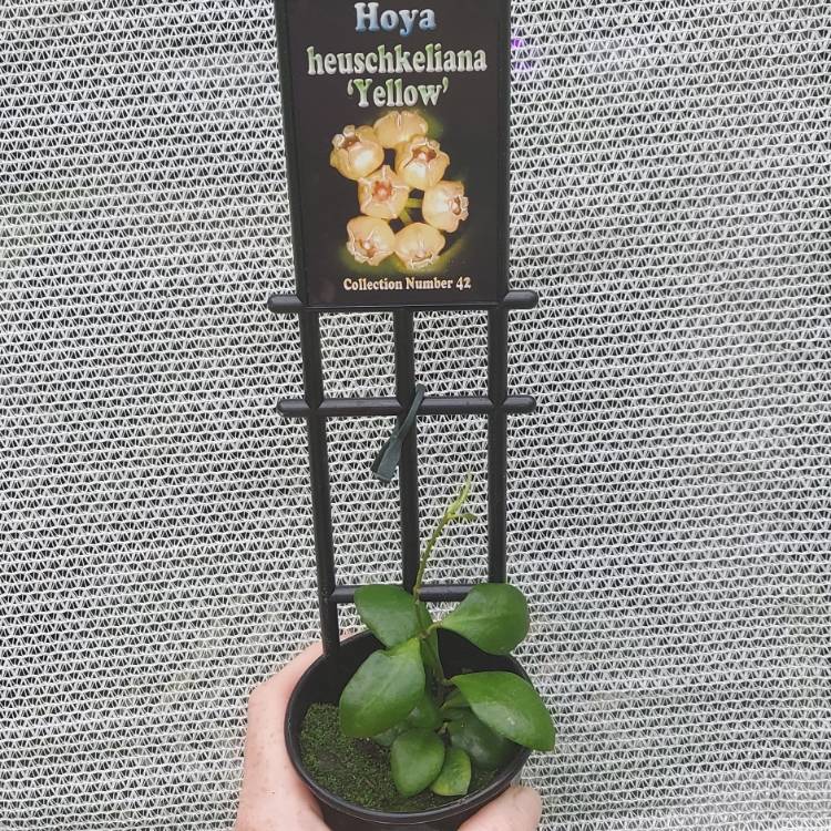 Plant image Hoya heuschkeliana