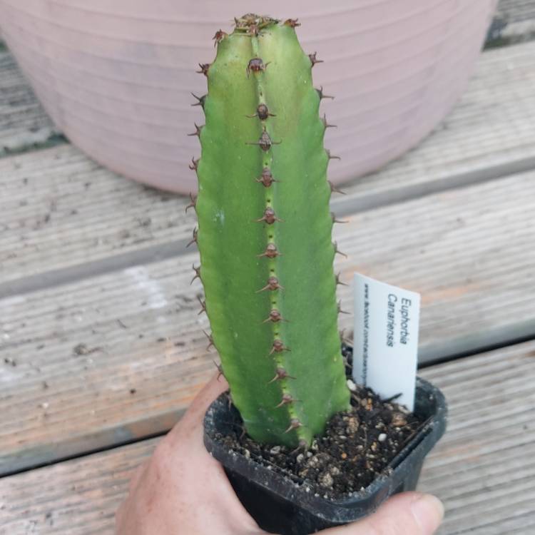 plant image 1545834