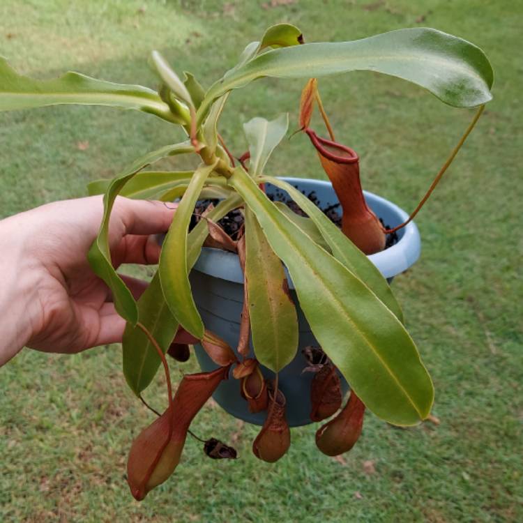plant image 1549210