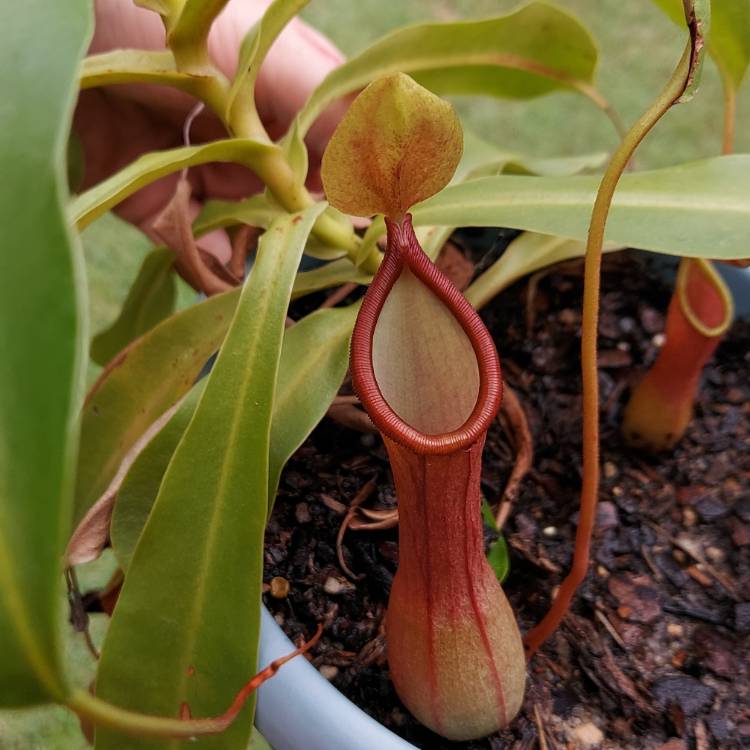 Plant image Nepenthes ventricosa