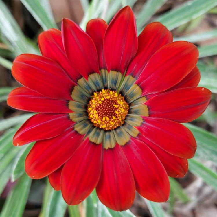 plant image 1549212 plant image 1549212