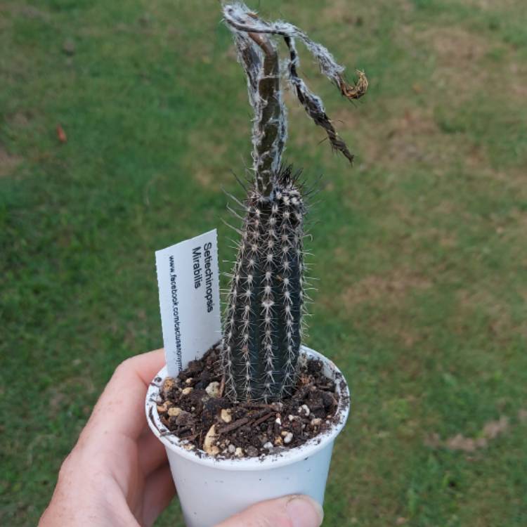 plant image 1550668