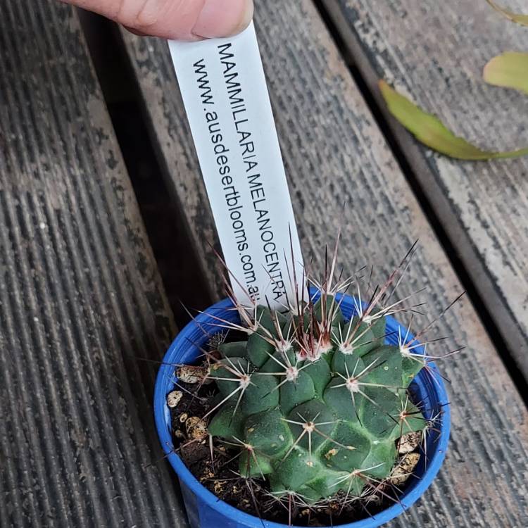 Plant image Mammillaria melanocentra