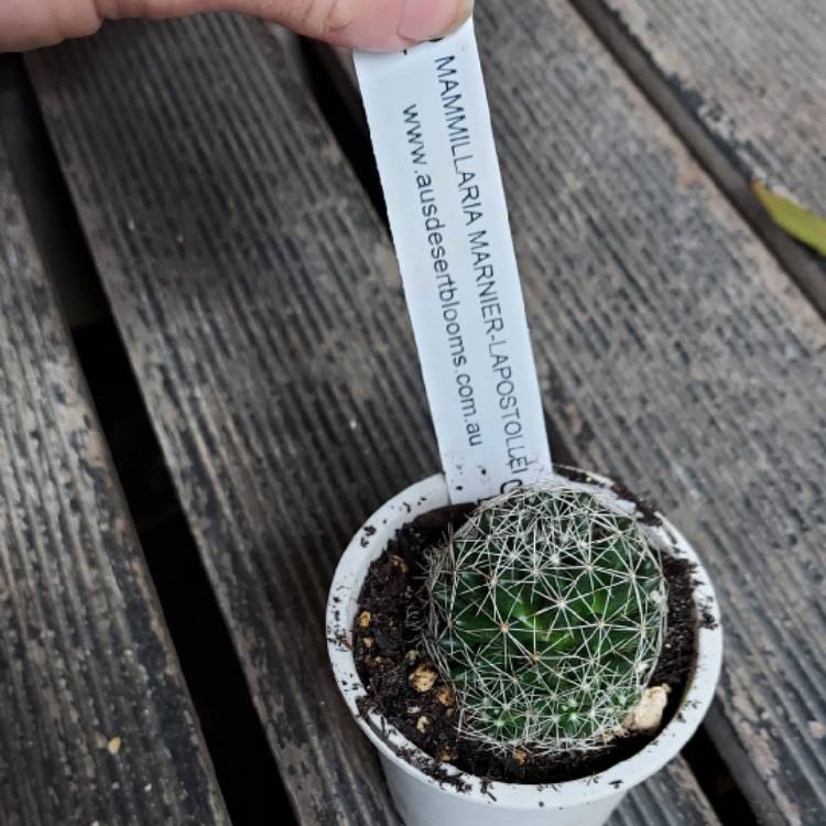 plant image 1550769