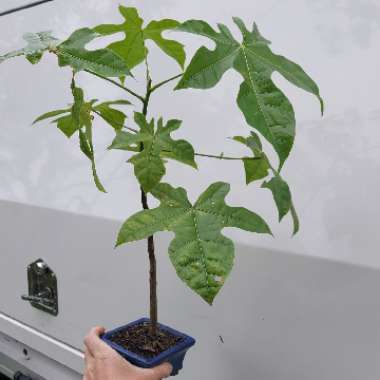 Brachychiton acerifolius