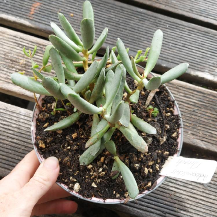 plant image 1553626