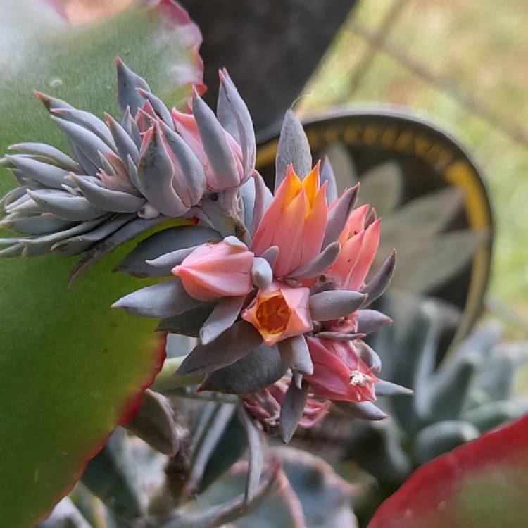 Plant image Echeveria Shaviana Truffles