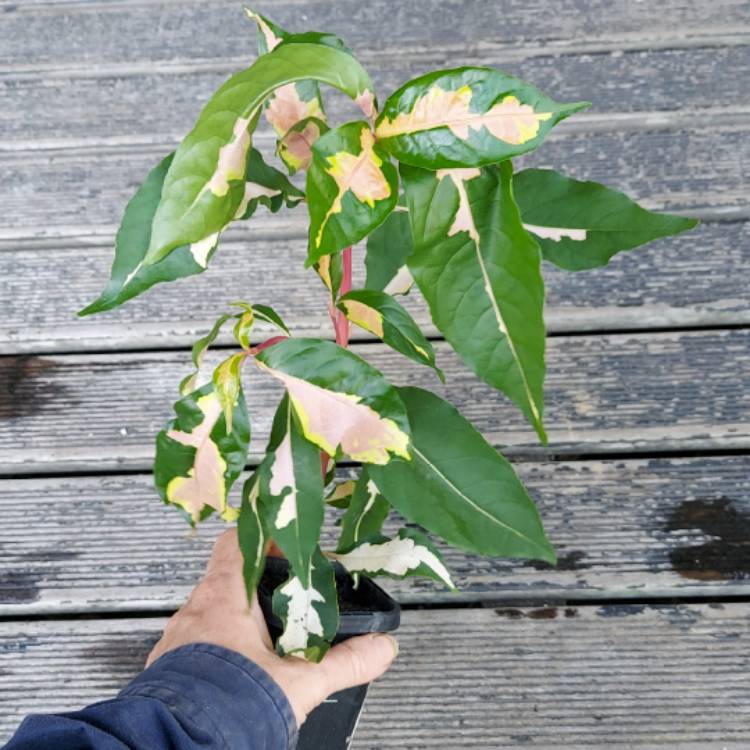 Plant image Graptophyllum Pictum