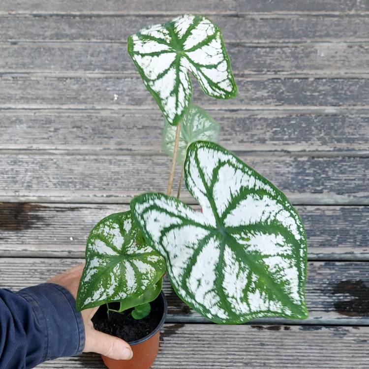 plant image 1555674