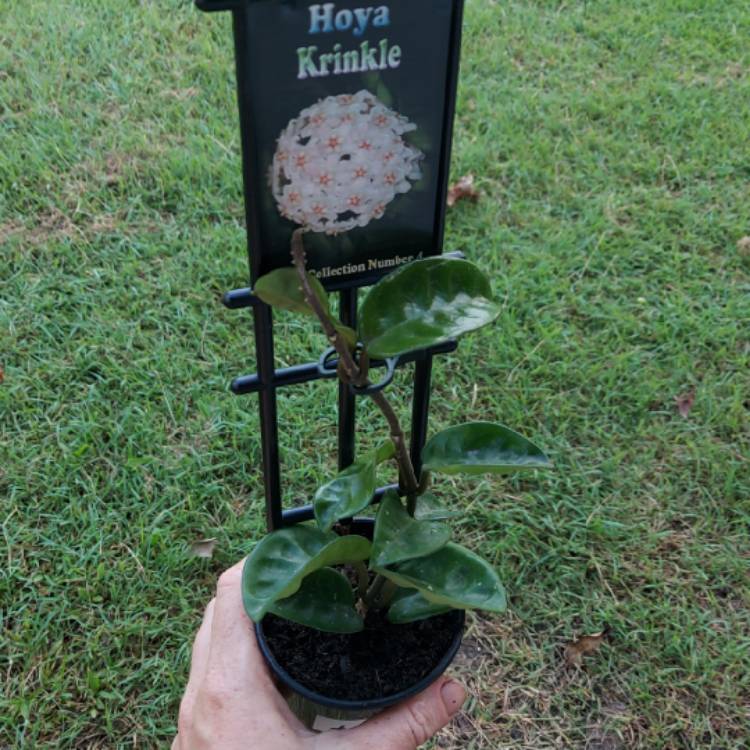 Plant image Hoya Carnosa 'Krinkle 8'