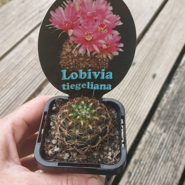 Plant image Echinopsis tiegeliana syn. Lobivia tiegeliana var. peclardiana