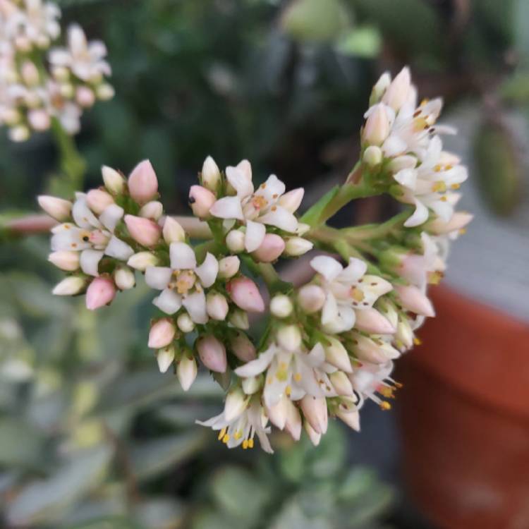 Plant image Crassula Shandy