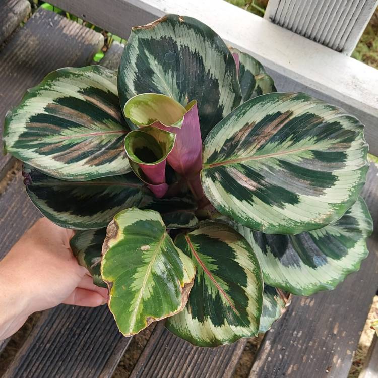 plant image 1561504