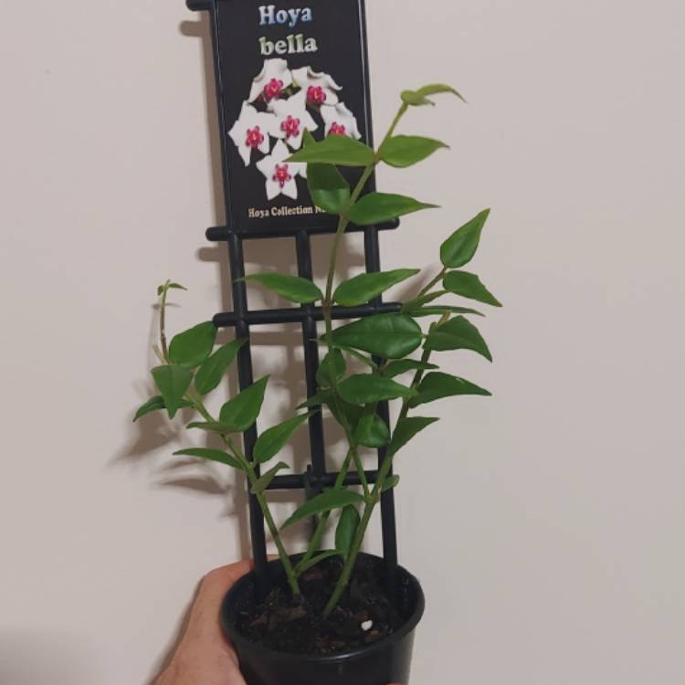 plant image 1566253