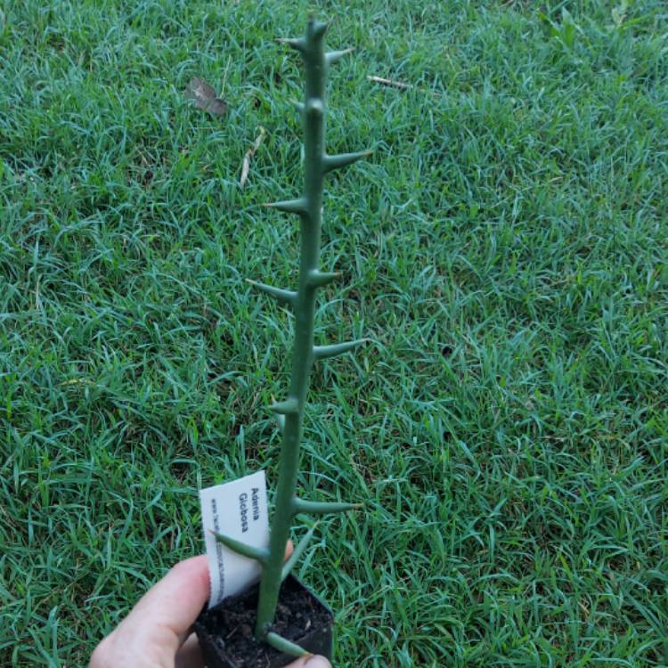 plant image 1566260