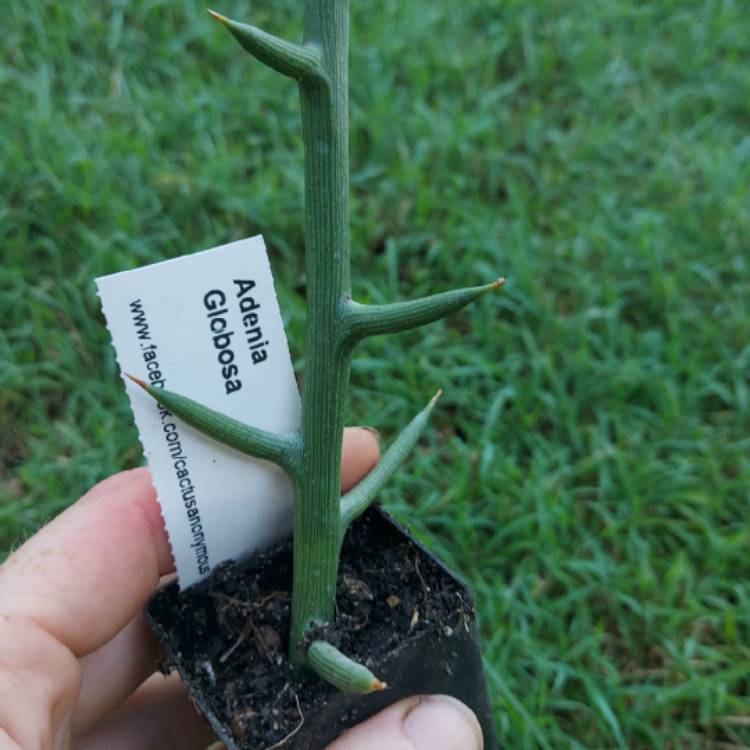 Plant image Adenia Globosa 