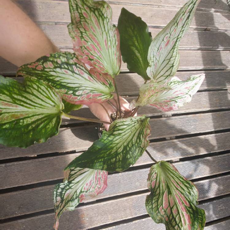 plant image 1566856 plant image 1566856