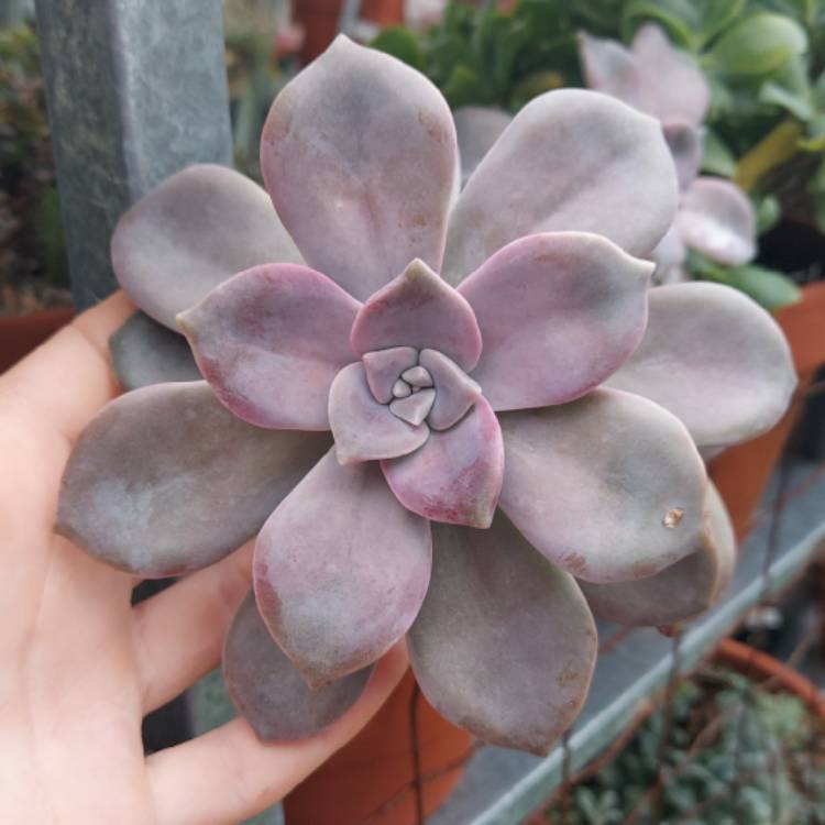 plant image 1570572 plant image 1570572
