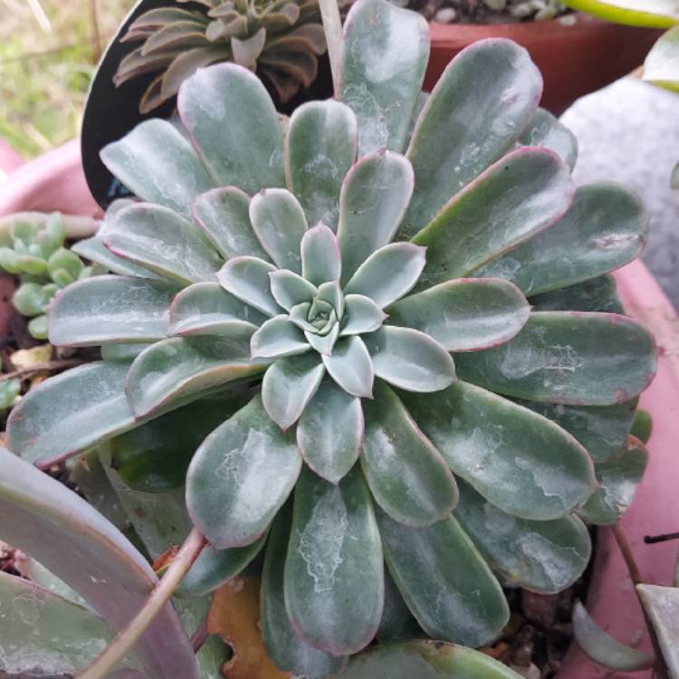 Plant image Echeveria Fantastic Fountain
