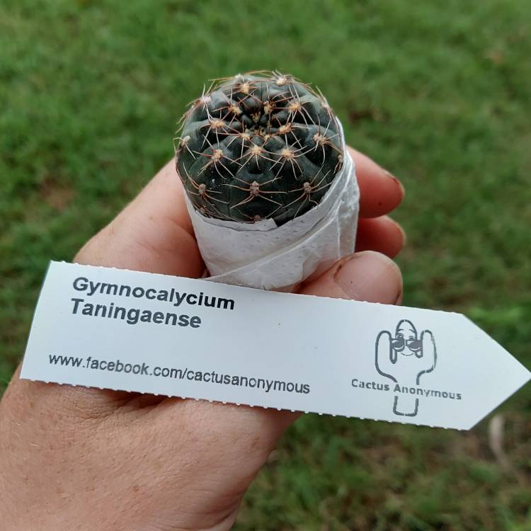 plant image 1571666
