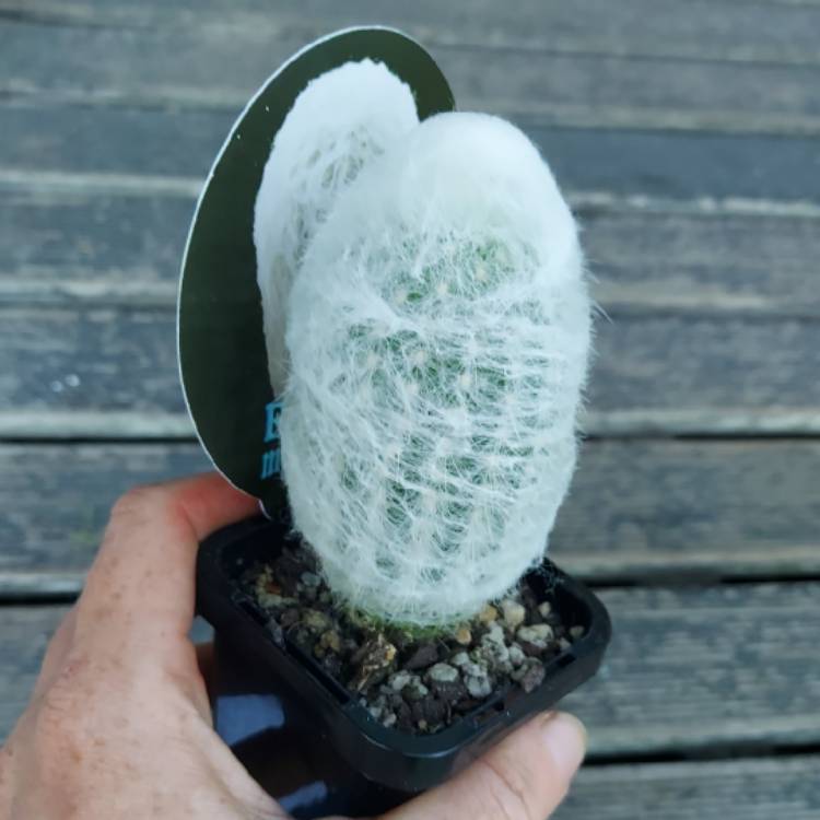 Plant image Espostoa melanostele