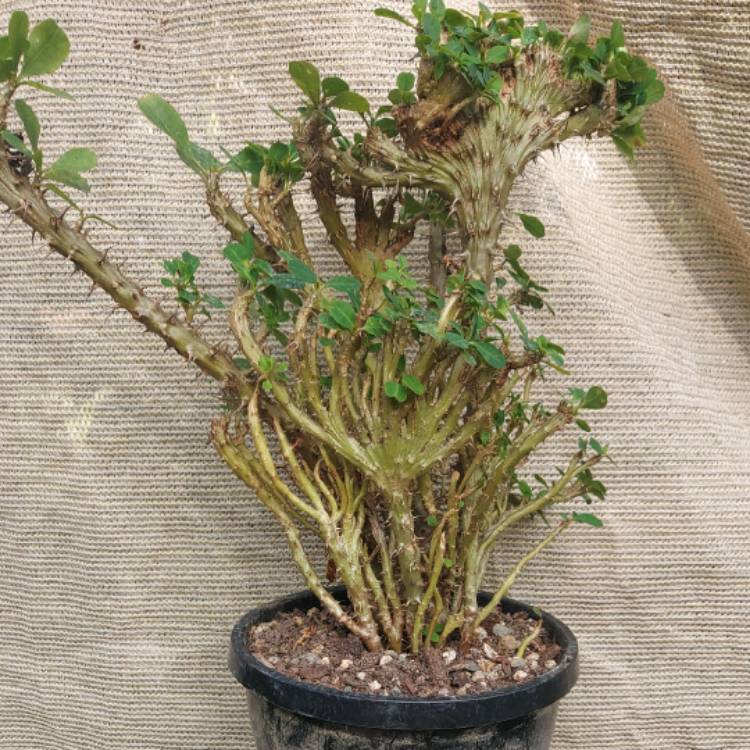 Plant image Euphorbia milii cristata 